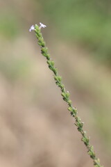 verbena officinalis plant in summer. It is also known as verbena