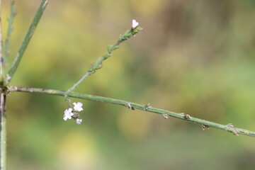 verbena officinalis plant in summer. It is also known as verbena