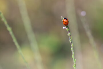 close up of seven spotted ladybug