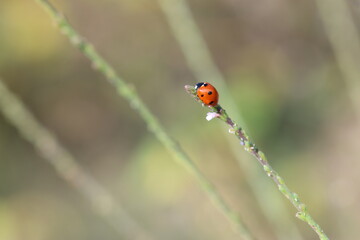 close up of seven spotted ladybug