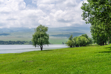 Fluffy tree on the bank of a reservoir on green grass. Ripples on the surface of the water. A group of trees, mountains, sky with clouds in the background