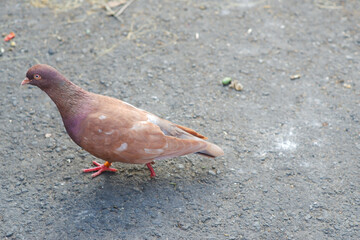 pigeon on the ground