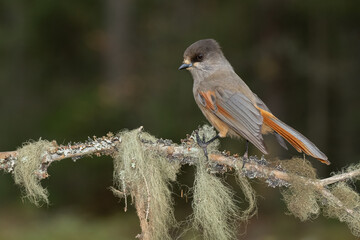 Siberian jay perched on a moss-covered branch in a serene forest