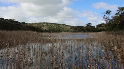 Wetlands and reed beds in the Tower Hill Wildlife Reserve, Victoria, Australia.