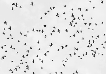 flock of birds flying