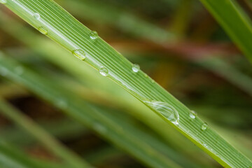 Obraz premium Raindrops on a Leaf: Capturing Nature’s Serenity