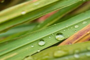 Raindrops on a Leaf: Capturing Nature’s Serenity