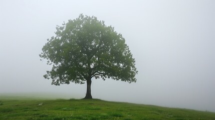 Fototapeta premium An isolated tree in a foggy landscape.