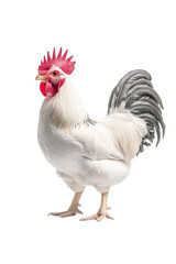 Fototapeta premium A chicken standing tall, isolate on white background, showcasing its proud stance and vibrant feathers. cutout png