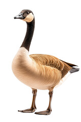 Obraz premium A proud goose standing, isolate on white background, with a sleek body and confident posture. cutout png