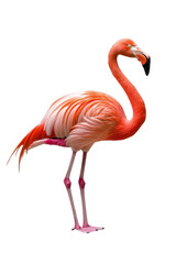 A flamingo standing on one leg, isolate on white background, its vibrant pink feathers on display. cutout png