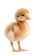 Fototapeta premium A baby flamingo, isolate on white background, with fluffy down feathers and a curious stance. cutout png
