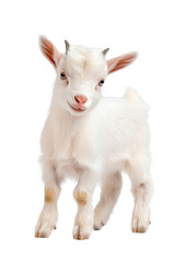 Fototapeta premium A goat standing on all fours, isolate on white background, showing its horns and fur detail. cutout png