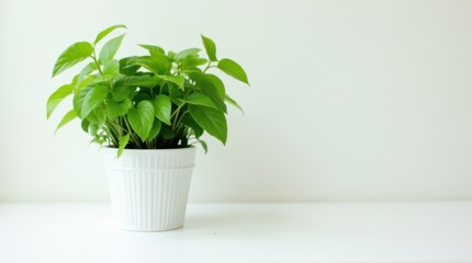 Obraz premium A lush green potted plant with vibrant leaves, placed in a sleek white pot on a clean white surface, creating a fresh and minimalist aesthetic.