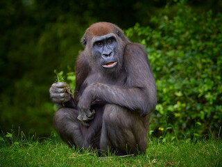 Portrait of gorilla female eating on green forest background