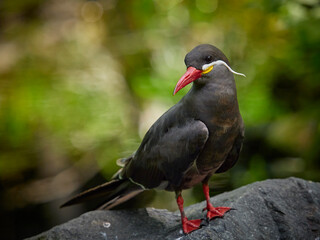Inca Tern (Larosterna Inca) Animal portrait, Germany
