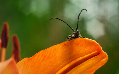 The rider is a beetle with long antennae on an orange flower.A macro photograph of a large beetle in the garden.