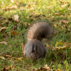 squirrel on the grass