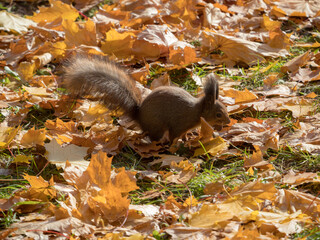 squirrel with a nut