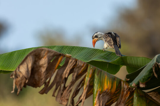 Red-billed Hornbill (Tockus rufirostris), perched on a banana leaf in Banjul, Gambia