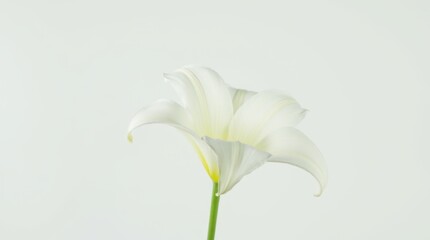 Fototapeta premium A single white lily with delicate petals gracefully placed on a pristine white surface. The flower is illuminated softly, highlighting its intricate textures and subtle curves.