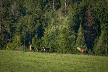 The red deer (Cervus elaphus) on meadow. Wildlife, Slovakia