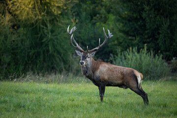 The red deer (Cervus elaphus) on meadow. Wildlife, Slovakia