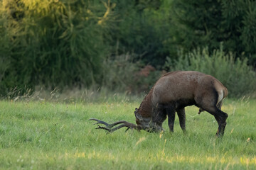 The red deer (Cervus elaphus) on meadow. Wildlife, Slovakia