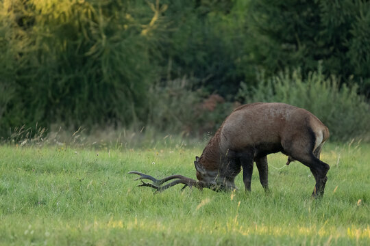 The red deer (Cervus elaphus) on meadow. Wildlife, Slovakia