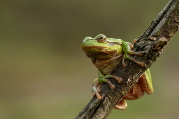 European tree frog (Hyla arborea). Wildlife, Czech Republic.