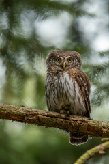 Eurasian pygmy owl (Glaucidium passerinum) sitting on branch. Wildlife, Czech Republic