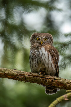 Eurasian pygmy owl (Glaucidium passerinum) sitting on branch. Wildlife, Czech Republic