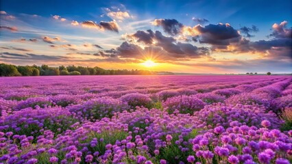 Fototapeta premium A boundless expanse of vibrant purple blooms bathed in the golden glow of a breathtaking sunset, a symphony of color and light in nature's grand canvas.