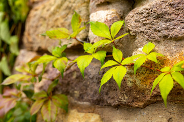 Green vines climb a rough stone wall, catching the afternoon sun