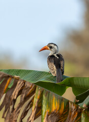 Red-billed Hornbill (Tockus rufirostris), resting on a banana leaf in Banjul, The Gambia