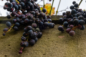 A cluster of dark grapes hangs from a vine on a stone wall