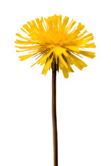 A dandelion flower