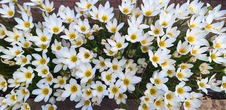 Top view of zephyranthes or crocus bushes with white flowers. Panorama.