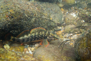 Redline darter displaying on a riverbed