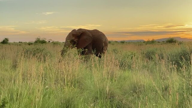 Elephant eating grass during sunset, spotted on a safari in Pilanesberg National Park, South Africa