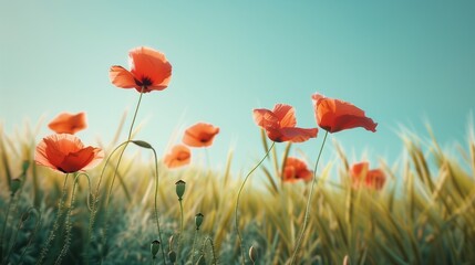 Fototapeta premium Scarlet poppies swaying in a gentle breeze in a field of green grass under a clear blue sky.