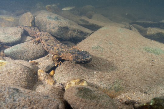Eastern hellbender in rocky riverbed