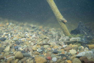 Northern hogsucker on a rocky riverbed