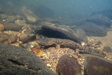 Eastern hellbender on rocky riverbed