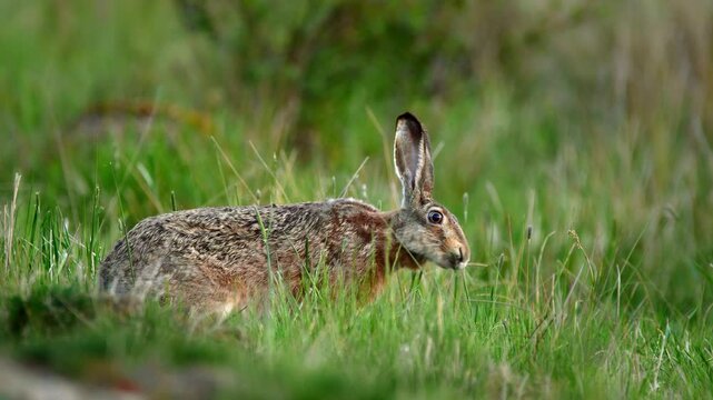 European hare (Lepus europaeus) grazing in meadow