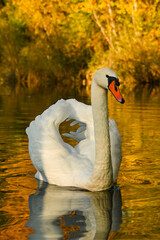 close up swan on the lake in autumn © Reklamnet