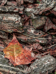 Morning mist condensed water drops on a leaf and tree bark pieces laid on the ground. Autumn has come once again.