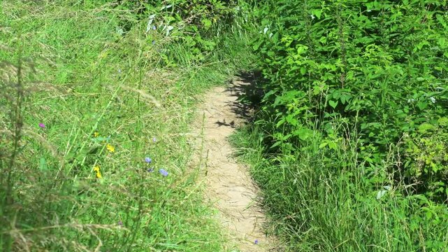 A well-trodden road in a field. Narrow footpath in a field with grass. Empty path for hiking and walking in nature.