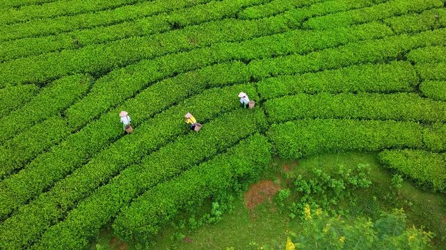 An ethnic Muong woman harvesting green tea on Long Coc tea hill, Phu Tho province, Vietnam