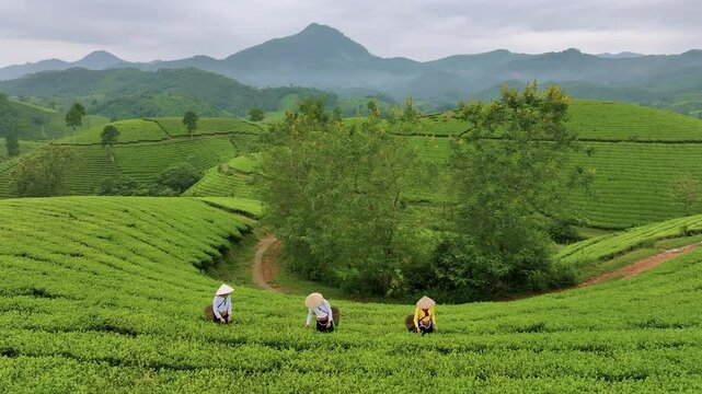 An ethnic Muong woman harvesting green tea on Long Coc tea hill, Phu Tho province, Vietnam
